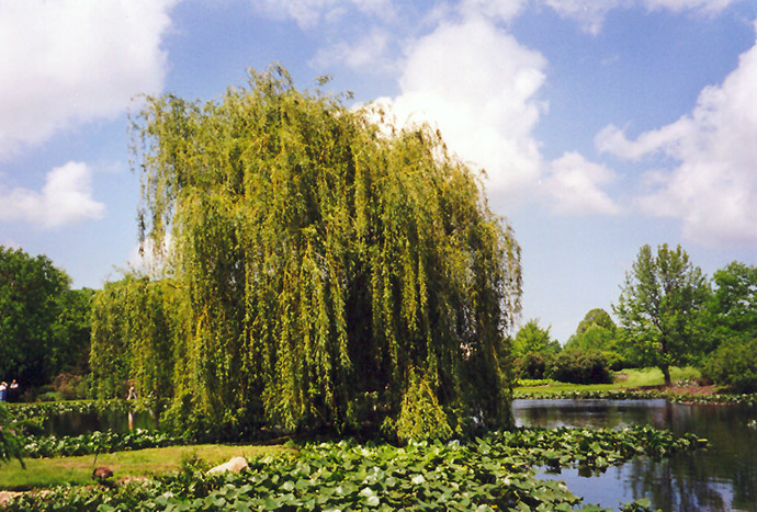 Golden Weeping Willow (Salix alba 'Tristis') at Country Basket Garden Centre