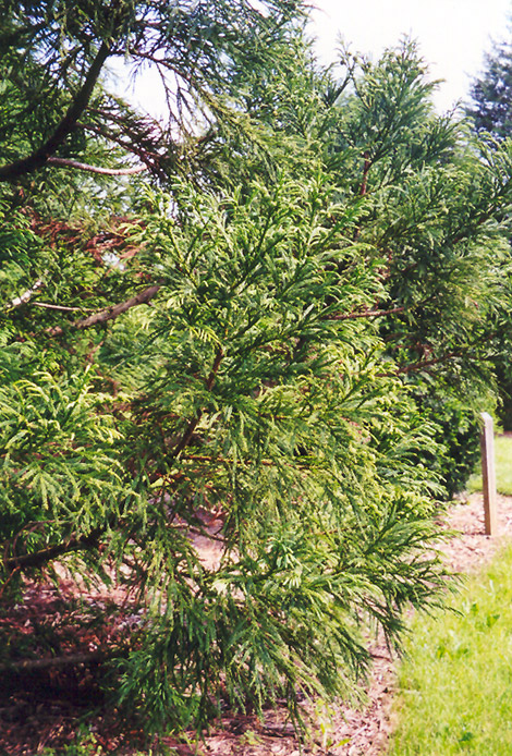 Japanese Cedar (Cryptomeria japonica) at Country Basket Garden Centre