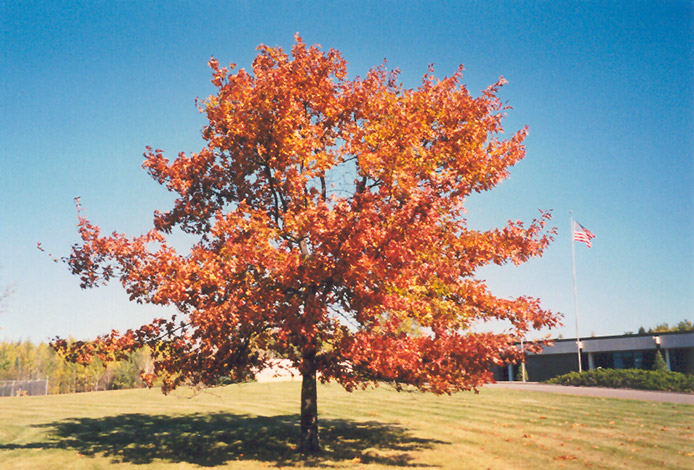 Red Oak (Quercus rubra) at Country Basket Garden Centre