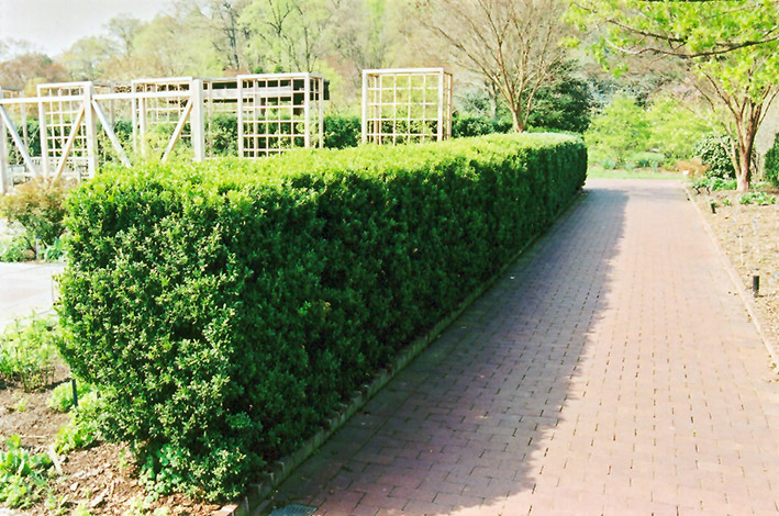 Common Boxwood (Buxus sempervirens) at Country Basket Garden Centre