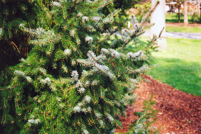 Serbian Spruce (Picea omorika) at Country Basket Garden Centre