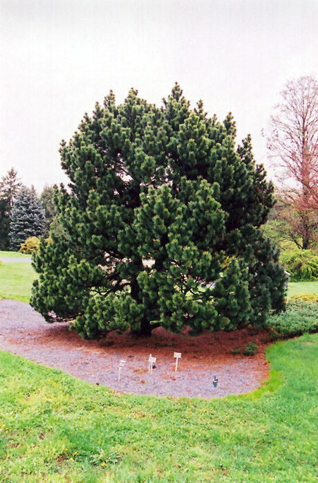 Gallica Mugo Pine (Pinus mugo 'Gallica') at Country Basket Garden Centre