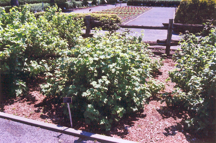 Red Lake Red Currant (Ribes rubrum 'Red Lake') at Country Basket Garden Centre