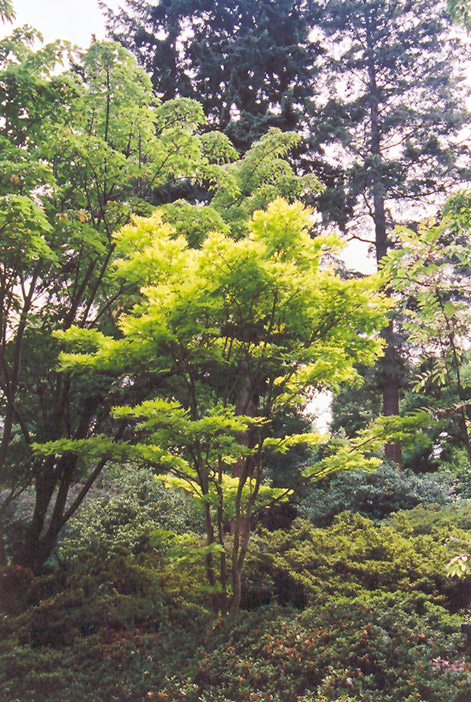 Golden Fullmoon Maple (Acer japonicum 'Aureum') at Country Basket Garden Centre