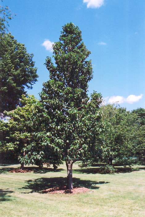 Cucumber Magnolia (Magnolia acuminata) at Country Basket Garden Centre