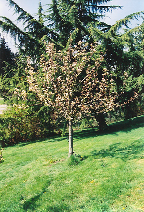 Stella Cherry (Prunus avium 'Stella') at Country Basket Garden Centre