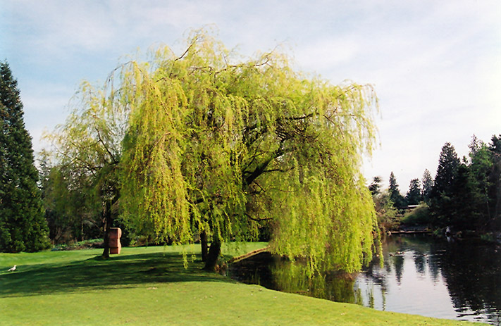 Golden Weeping Willow (Salix x sepulchralis 'Chrysocoma') at Country Basket Garden Centre