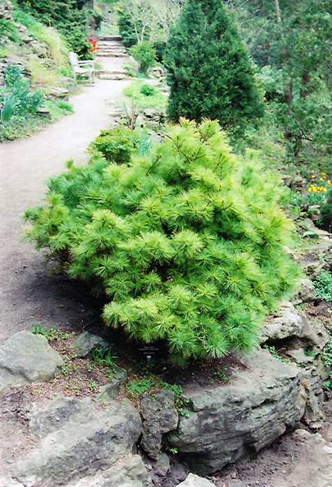 Vanderwolf's Green Globe White Pine (Pinus strobus 'Vanderwolf's Green Globe') at Country Basket Garden Centre