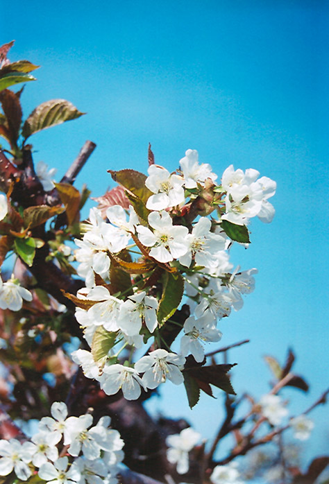 Bing Cherry (Prunus avium 'Bing') at Country Basket Garden Centre