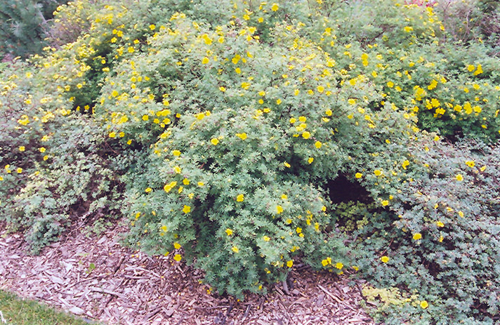 Yellow Gem Potentilla (Potentilla fruticosa 'Yellow Gem') at Country Basket Garden Centre