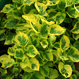 Miranda Hydrangea (Hydrangea macrophylla 'Miranda') at Country Basket Garden Centre