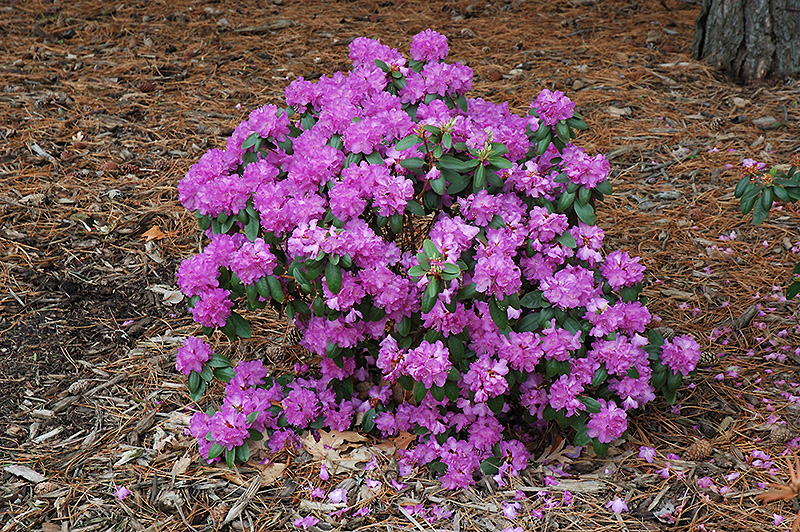 Compact P.J.M. Rhododendron (Rhododendron 'P.J.M. Compact') at Country Basket Garden Centre