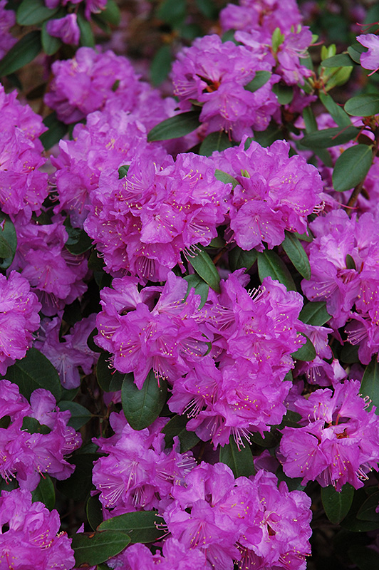 Compact P.J.M. Rhododendron (Rhododendron 'P.J.M. Compact') at Country Basket Garden Centre