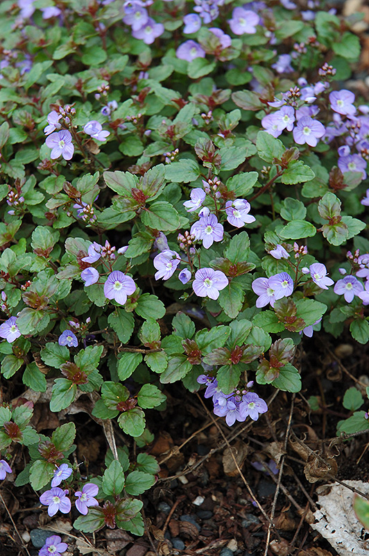 Waterperry Blue Speedwell (Veronica 'Waterperry Blue') at Country Basket Garden Centre