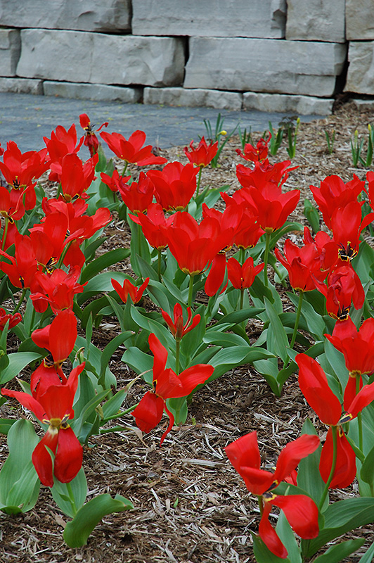 Red Emperor Tulip (Tulipa fosteriana 'Red Emperor') at Country Basket Garden Centre