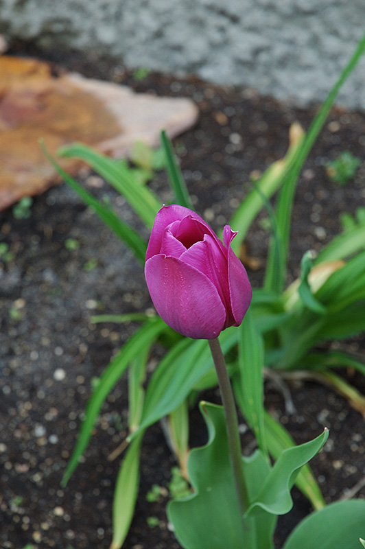 Nigrella Tulip (Tulipa 'Nigrella') at Country Basket Garden Centre