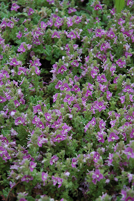 Pink Creeping Speedwell (Veronica repens 'Rosea') at Country Basket Garden Centre