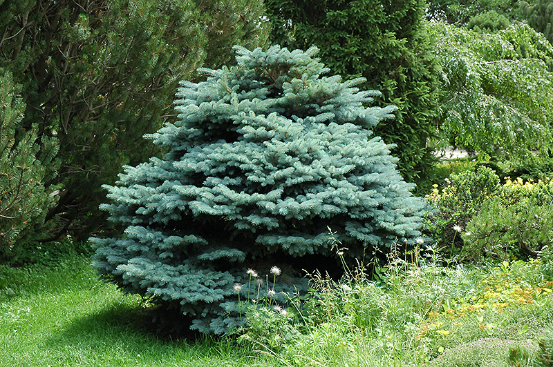Globe Blue Spruce (Picea pungens 'Globosa') at Country Basket Garden Centre