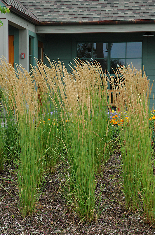 Karl Foerster Reed Grass (Calamagrostis x acutiflora 'Karl Foerster') at Country Basket Garden Centre