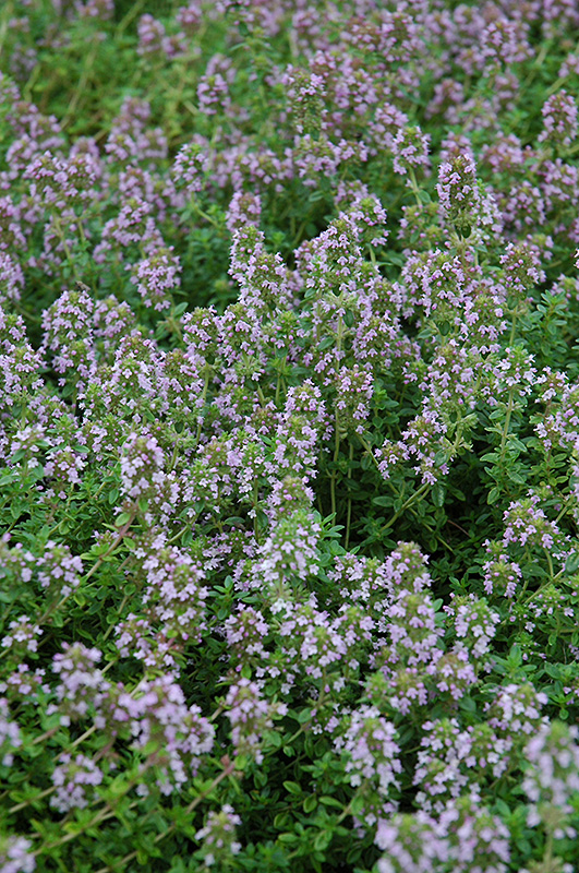 Arctic Wooly Thyme (Thymus praecox 'var. arcticus') at Country Basket Garden Centre