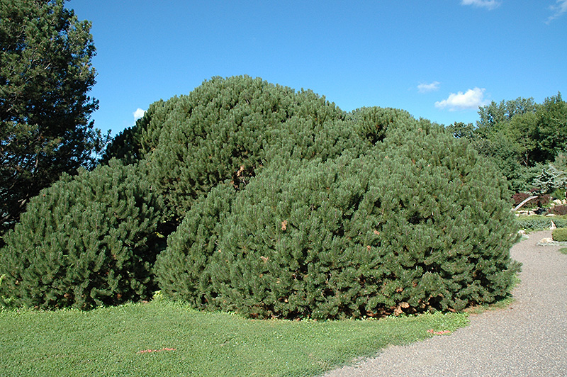 Compact Mugo Pine (Pinus mugo 'var. mughus') at Country Basket Garden Centre