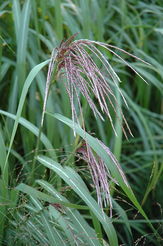 Maiden Grass (Miscanthus sinensis) at Country Basket Garden Centre