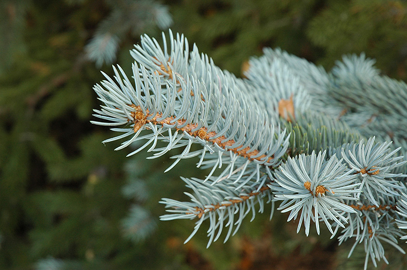 Blue Colorado Spruce (Picea pungens 'var. glauca') at Country Basket Garden Centre