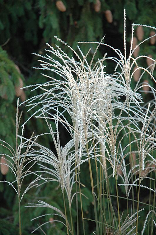 Graziella Maiden Grass (Miscanthus sinensis 'Graziella') at Country Basket Garden Centre