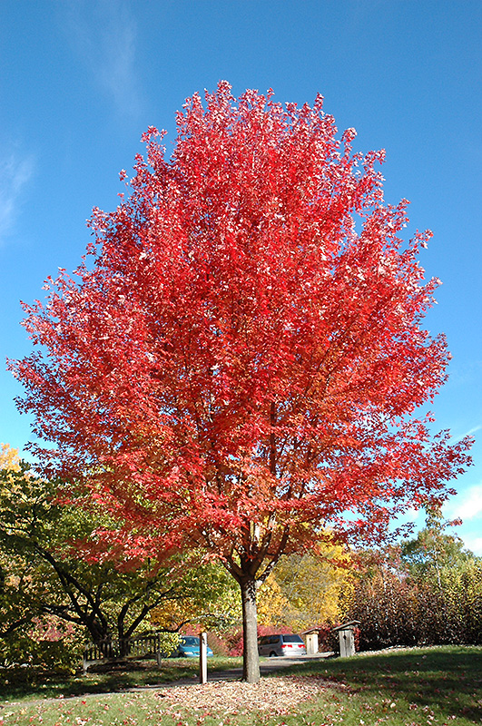 Autumn Blaze Maple (Acer x freemanii 'Jeffersred') at Country Basket Garden Centre