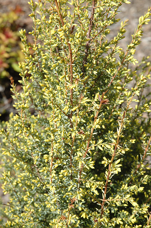 Gold Cone Juniper (Juniperus communis 'Gold Cone') at Country Basket Garden Centre