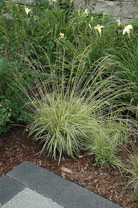 Variegated Moor Grass (Molinia caerulea 'Variegata') at Country Basket Garden Centre