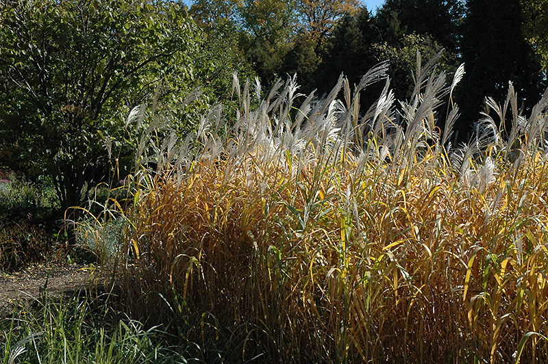 Maiden Grass (Miscanthus sinensis) at Country Basket Garden Centre