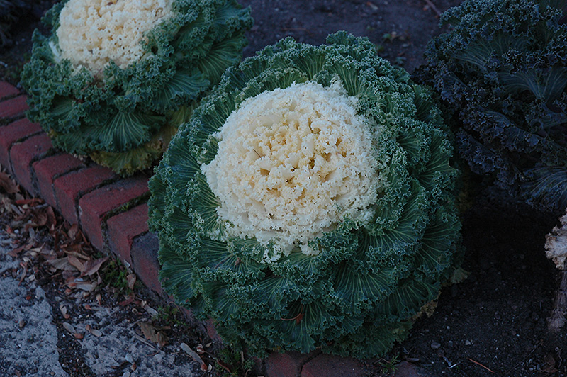 White Kale (Brassica oleracea var. acephala 'White') at Country Basket Garden Centre