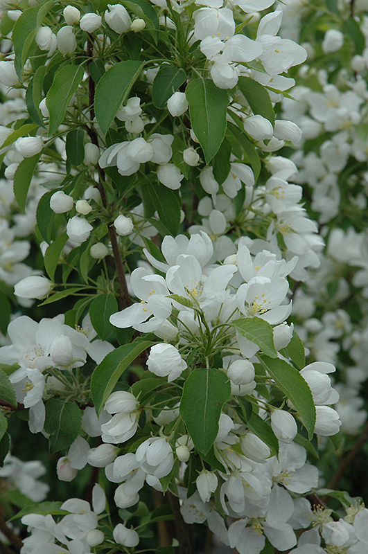 Spring Snow Flowering Crab (Malus 'Spring Snow') at Country Basket Garden Centre