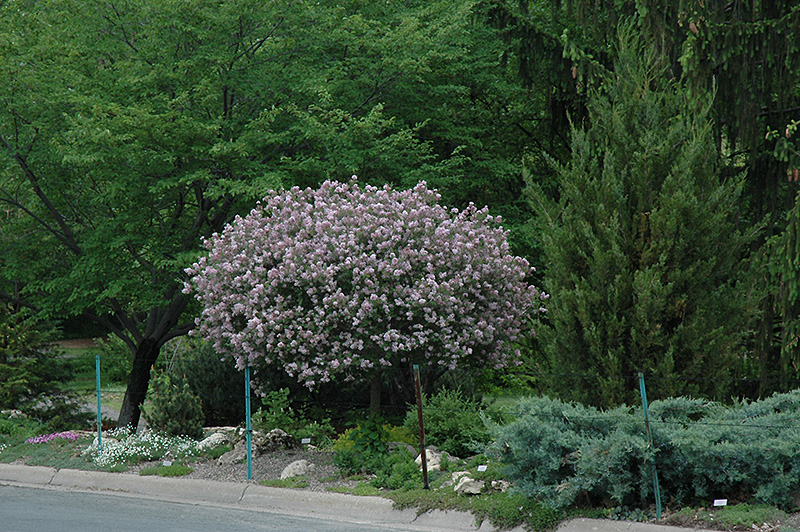 Dwarf Korean Lilac (tree form) (Syringa meyeri 'Palibin (tree form)') at Country Basket Garden Centre