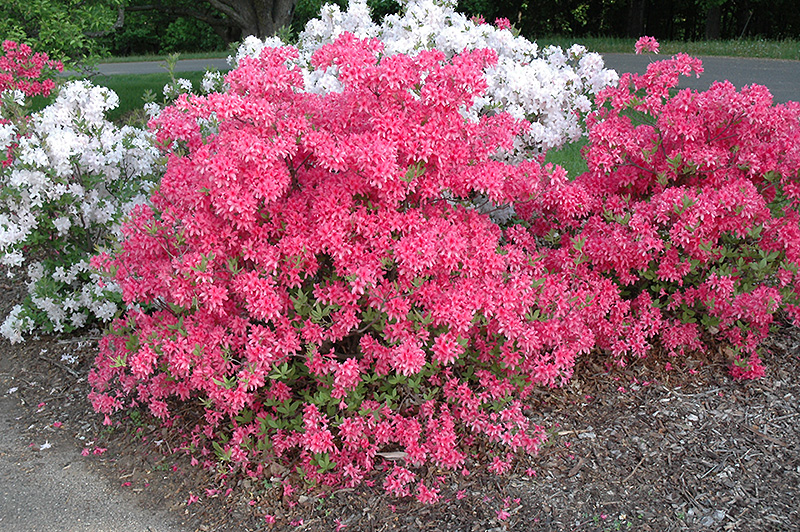 Rosy Lights Azalea (Rhododendron 'Rosy Lights') at Country Basket Garden Centre
