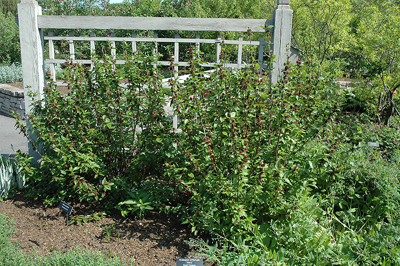 Common Sweetshrub (Calycanthus floridus) at Country Basket Garden Centre