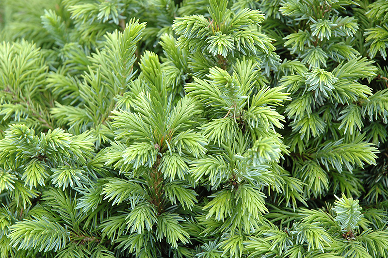 Dwarf Serbian Spruce (Picea omorika 'Nana') at Country Basket Garden Centre