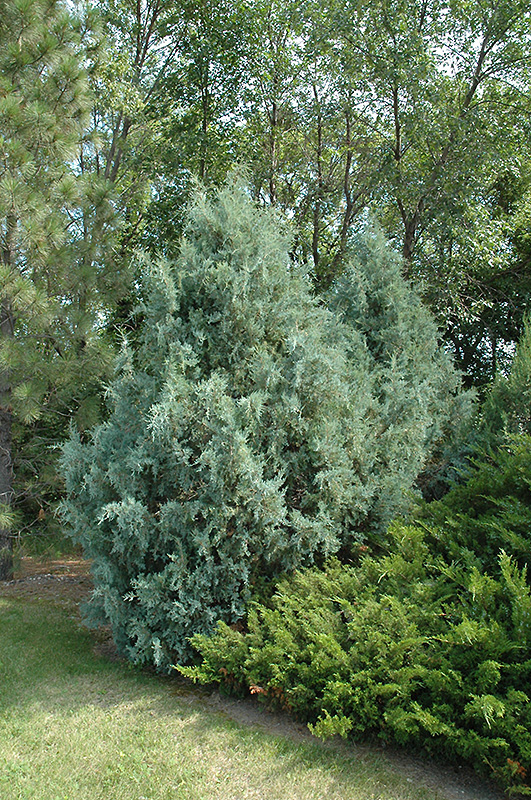 Wichita Blue Juniper (Juniperus scopulorum 'Wichita Blue') at Country Basket Garden Centre