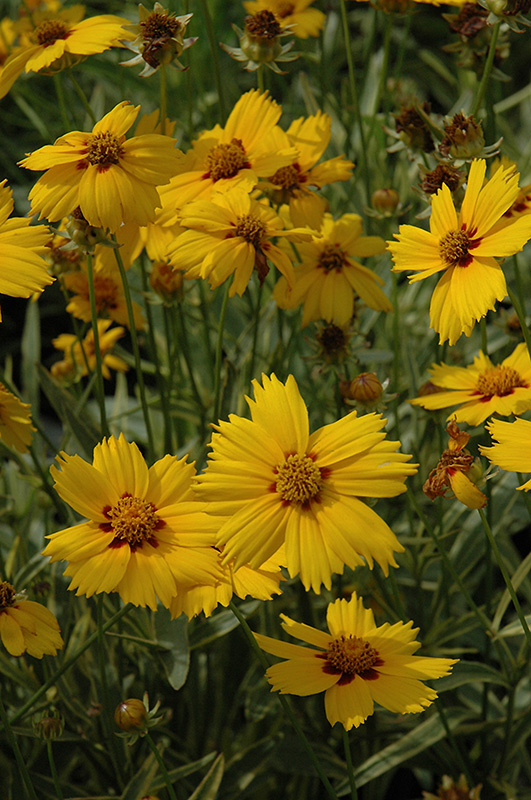 Tequila Sunrise Tickseed (Coreopsis 'Tequila Sunrise') at Country Basket Garden Centre