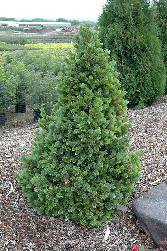 Sherwood Compact Bristlecone Pine (Pinus aristata 'Sherwood Compact') at Country Basket Garden Centre