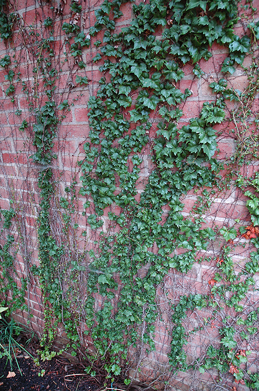 Low's Boston Ivy (Parthenocissus tricuspidata 'Lowii') at Country Basket Garden Centre
