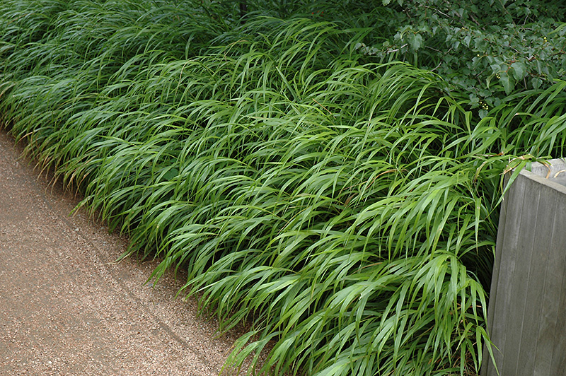 Japanese Woodland Grass (Hakonechloa macra) at Country Basket Garden Centre