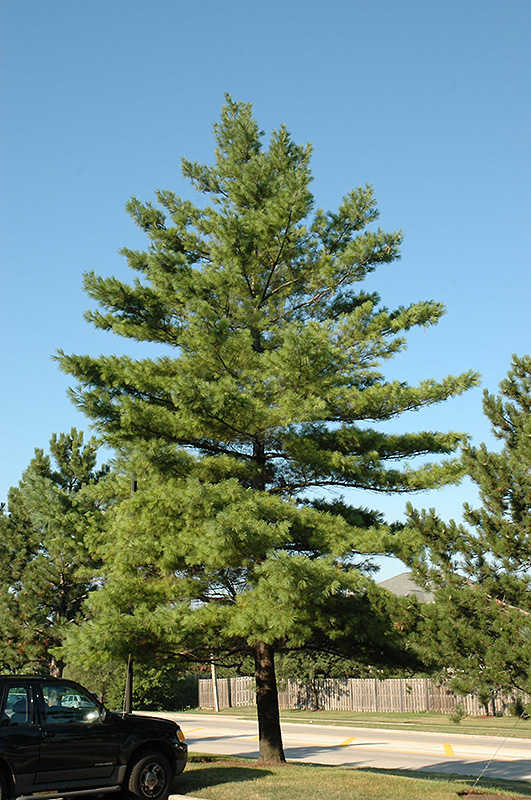 White Pine (Pinus strobus) at Country Basket Garden Centre
