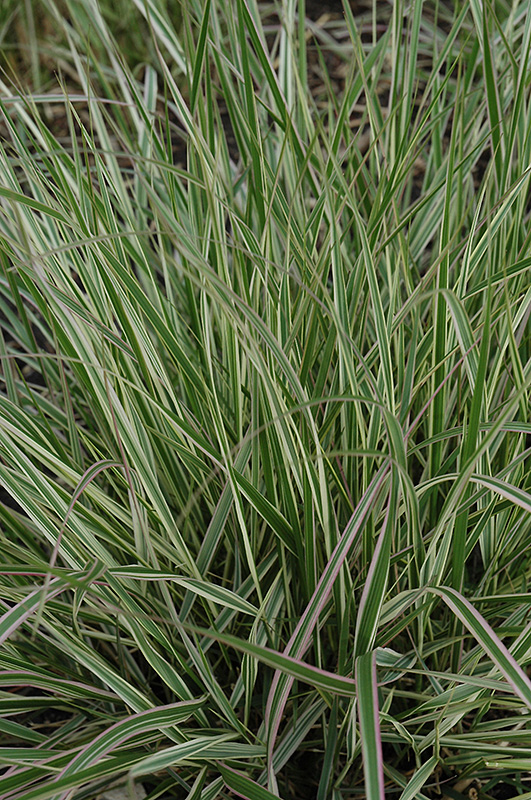 Variegated Reed Grass (Calamagrostis x acutiflora 'Overdam') at Country Basket Garden Centre