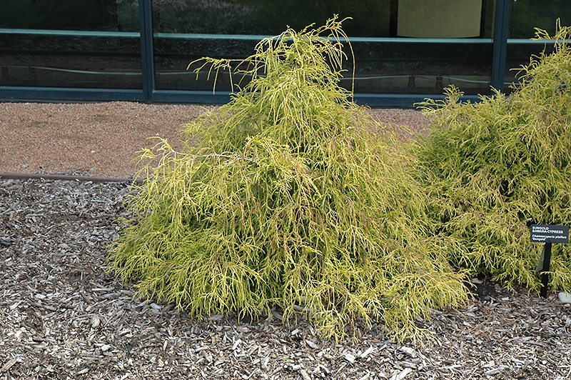 Sungold Falsecypress (Chamaecyparis pisifera 'Sungold') at Country Basket Garden Centre