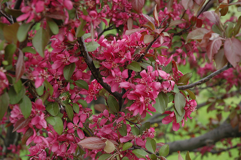 Profusion Flowering Crab (Malus 'Profusion') at Country Basket Garden Centre