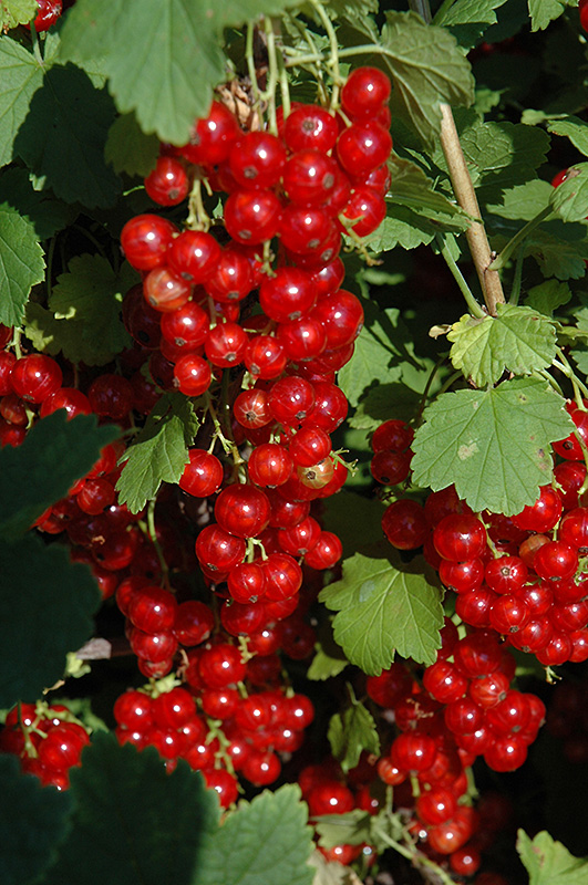 Red Lake Red Currant (Ribes rubrum 'Red Lake') at Country Basket Garden Centre
