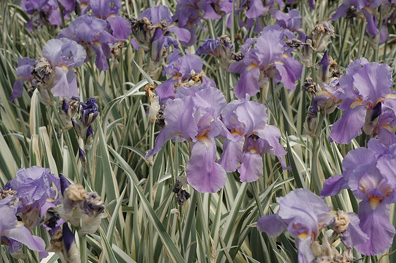 Variegated Sweet Iris (Iris pallida 'Variegata') at Country Basket Garden Centre