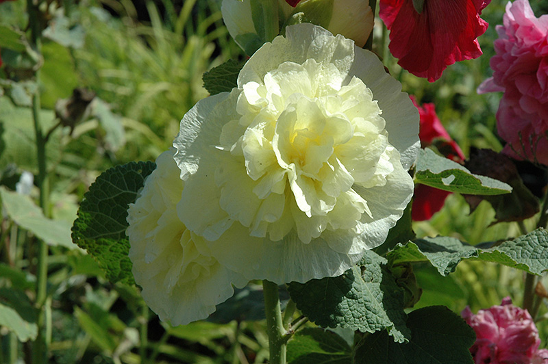 Chater's Double Yellow Hollyhock (Alcea rosea 'Chater's Double Yellow') at Country Basket Garden Centre